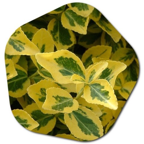 How do you care for Euonymus fortunei emerald and gold?