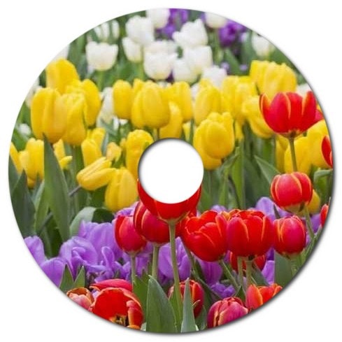 How to Care for Tulips in Canada Which Months to Plant Tulips