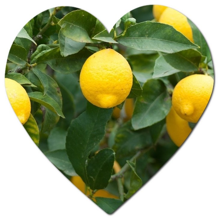 How to care for a lemon in a pot in the USA
