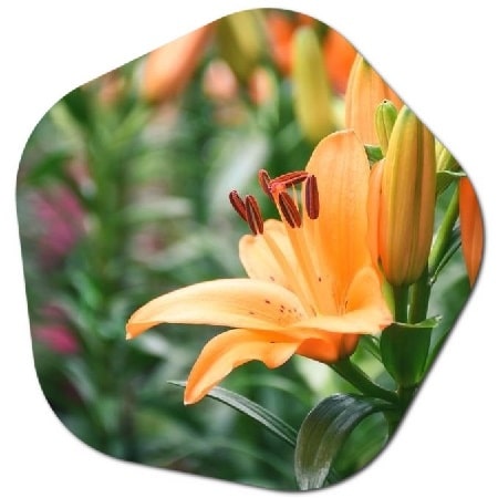 How to care for lilies in pots in the USA