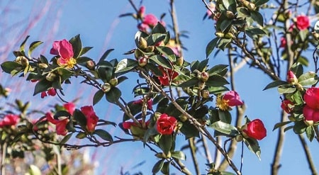 How to care for the Camellia japonica rose in America