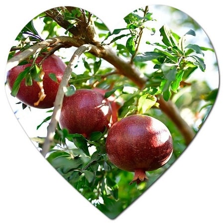 In which states in America does the Pomegranate tree grow well