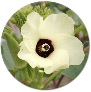 Information about the Abelmoschus (Okra) flower
