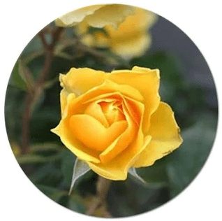 List of names of yellow flowers,Types of yellow flowers,
