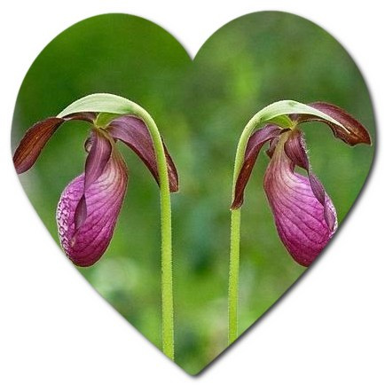 Names of plants and flowers growing in Halifax, New Scotland