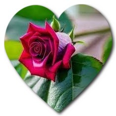 Popular flowers growing in Toronto