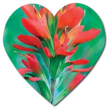 The most popular flower names growing in Wyoming