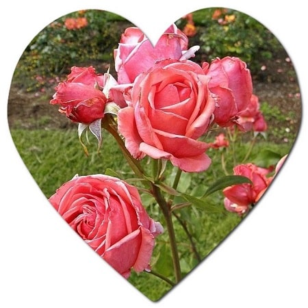 Trees and shrubs growing in Halifax climate