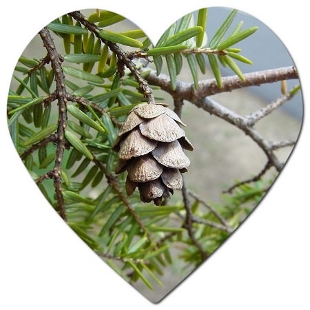 Trees and shrubs growing in Halifax climate

