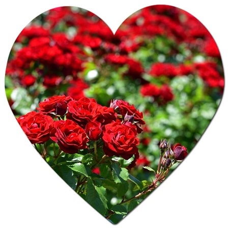 Ukraine's most popular red flowers