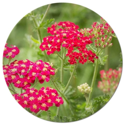 What are 10 benefits of yarrow