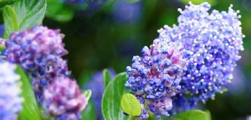What are the characteristics of a Ceanothus