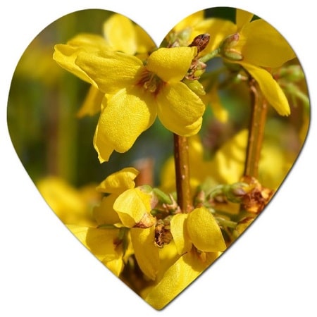 What are the characteristics of forsythia X intermedia