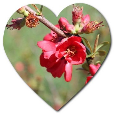 What are the health benefits of Chaenomeles speciosa