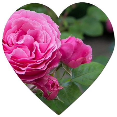 What are the most popular flowers sold in Canada