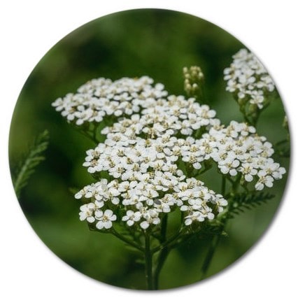 What does the Achillea flower symbolize