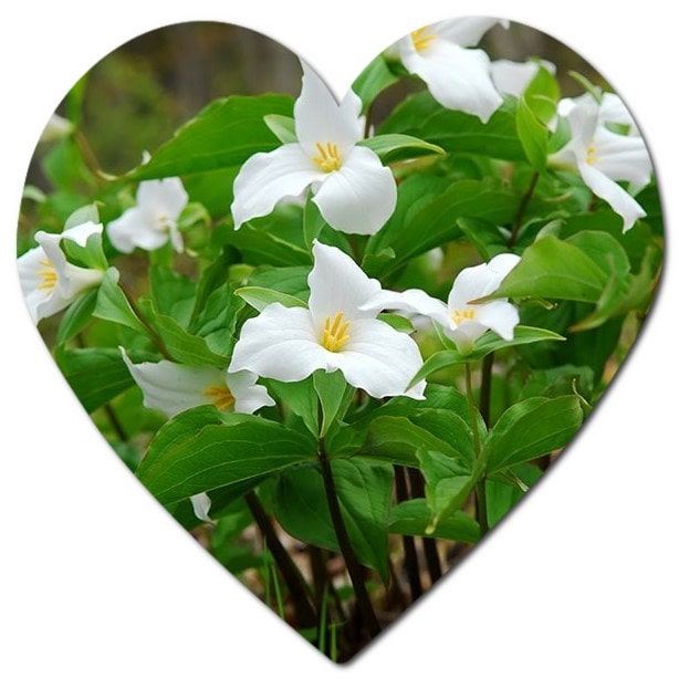 What flowers and plants grow in Quebec? Content about Plants