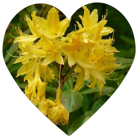 What flowers and plants grow in Vancouver British Columbia