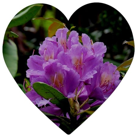 What flowers are native to British Columbia