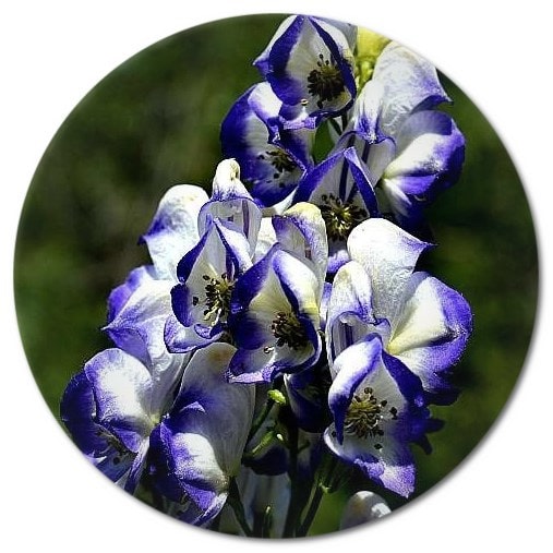 What is Aconitum flower What is the importance of Aconitum