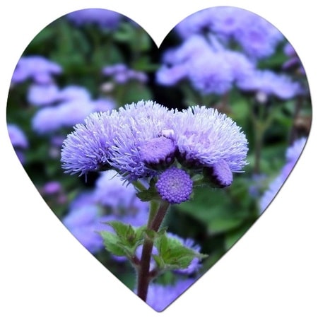 What is the Ageratum flower, Ageratum flower care