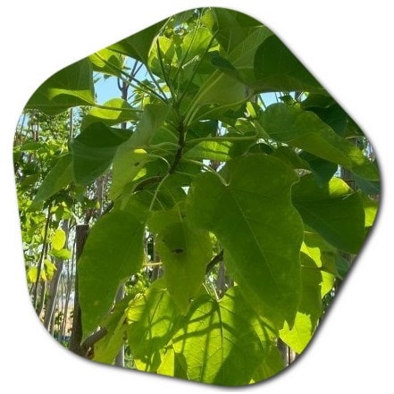 What is the Catalpa bungei tree used for