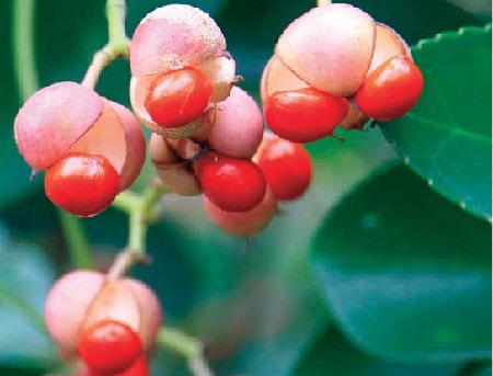 What is the English name for Euonymus japonicus
