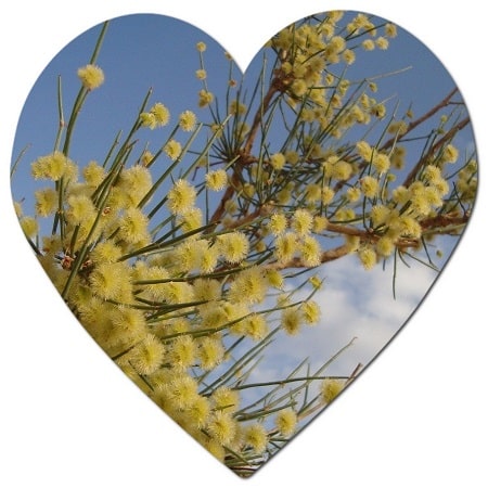 What is the UAE-specific flower