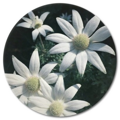 What is the flannel flower symbol