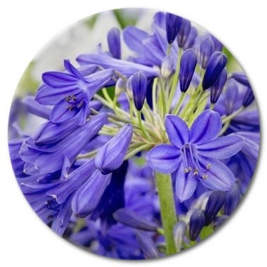 What is the habitat of the agapanthus