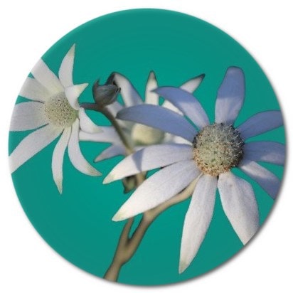 What is the history of the flannel flower
