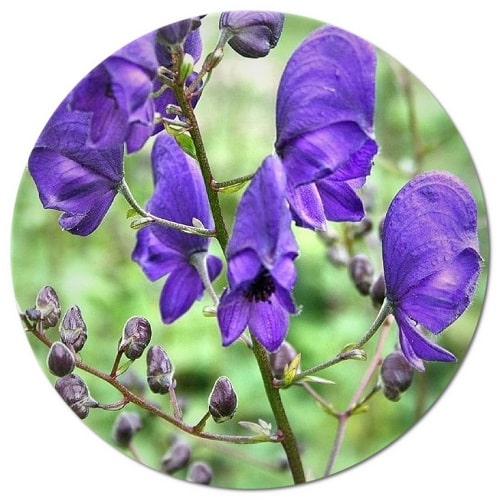 What is the importance of Aconitum