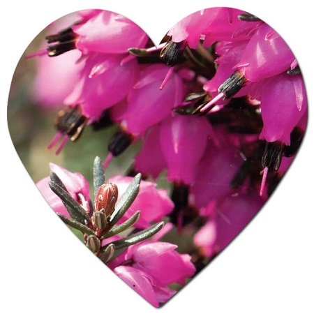 What is the vase life of Erica Carnea