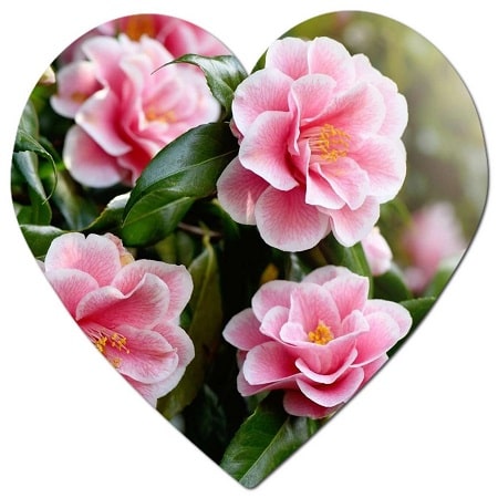 What plants grow best in Alabama