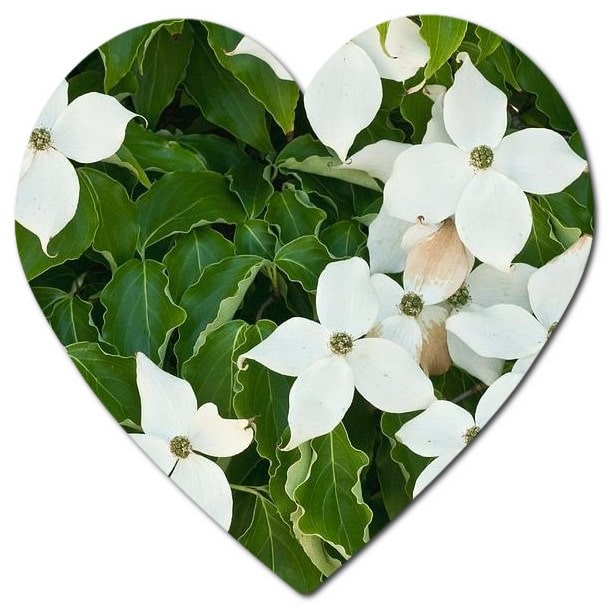 What plants survive Vancouver winter