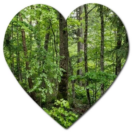 What tree are in the rainforest in India