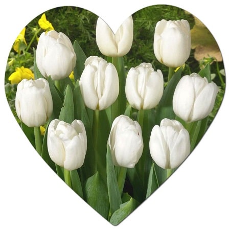 What types of plants grow in Toronto