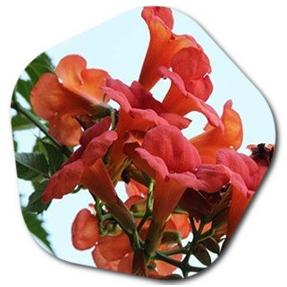 Where Does Campsis radicans Flower Grow? How to Care?
