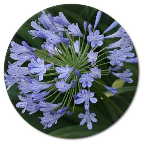 Where is agapanthus grow