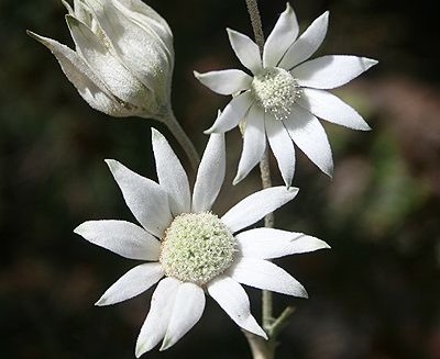 Which flower is white in colour White Flowers
