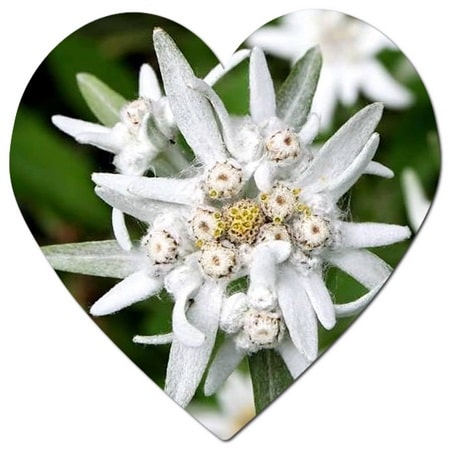 Which flower starts with e