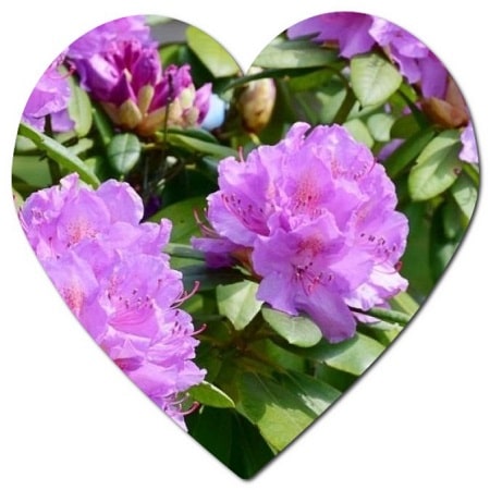 Which plants can grow in Alabama