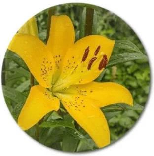Yellow blooming plant,Yellow potted flowers,