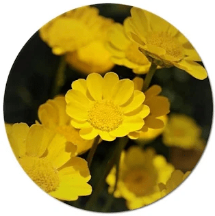 Yellow indoor plant,Wild yellow flower,Yellow flower names,