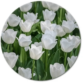 summer white flowers,white flower names,best white flower,