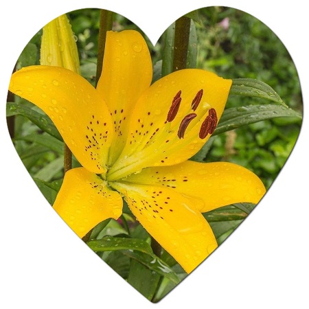 What is the homeland of the lily flower?