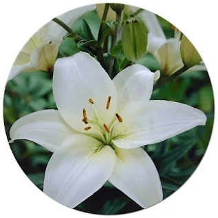 white pot flower,white colored flowering plant,