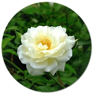 white wildflower,winter white flowers,white flower,