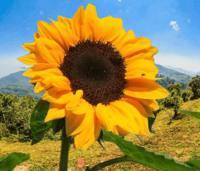 Can you grow State of Alabama sunflowers