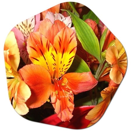 Does Alstroemeria grow in America Which states are found